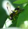 Tenthredo temula
